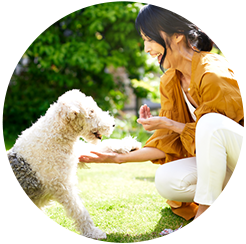 犬