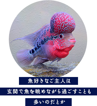 水槽魚